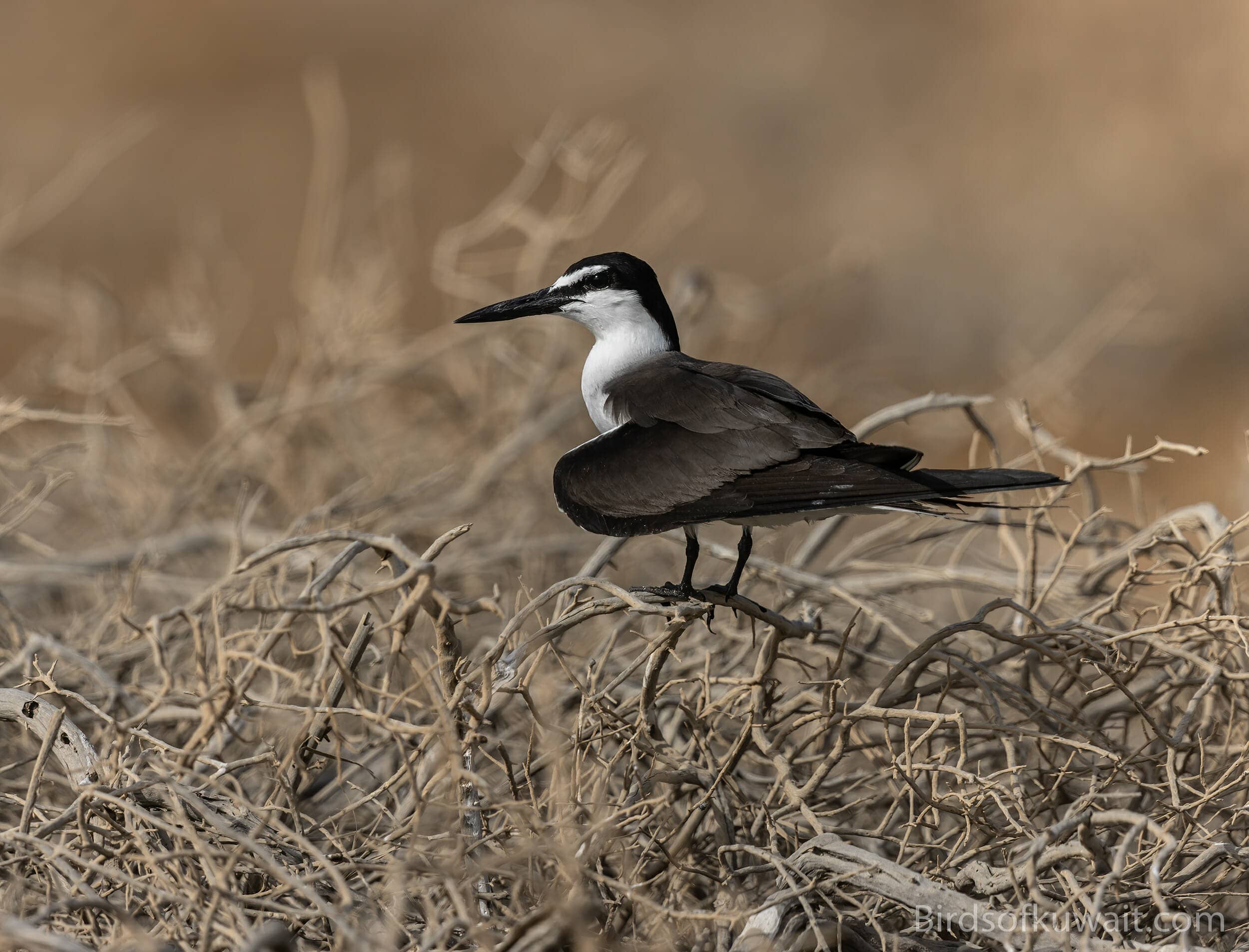 Birdwatcher's Paradise