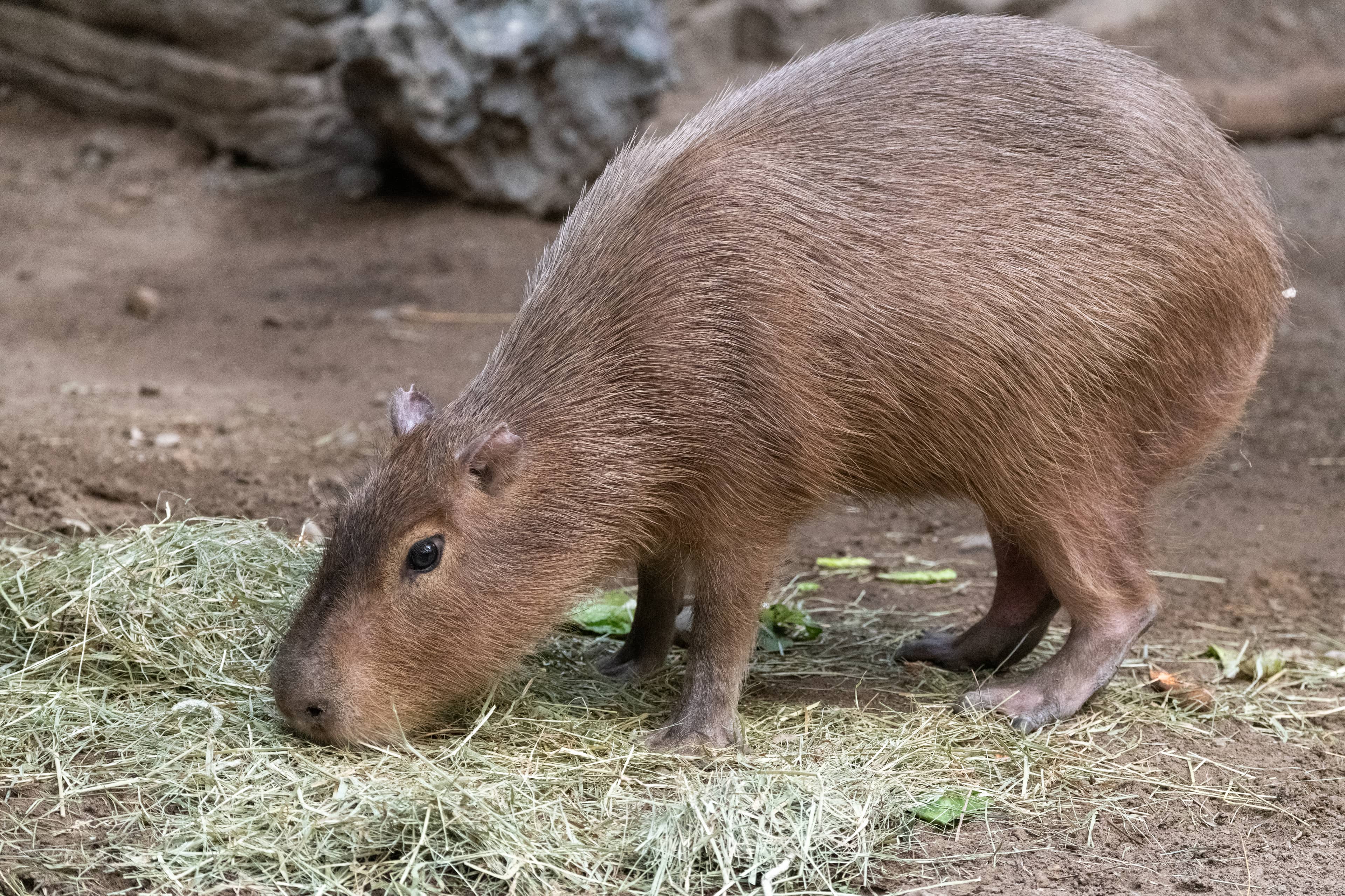Capybara Encounters