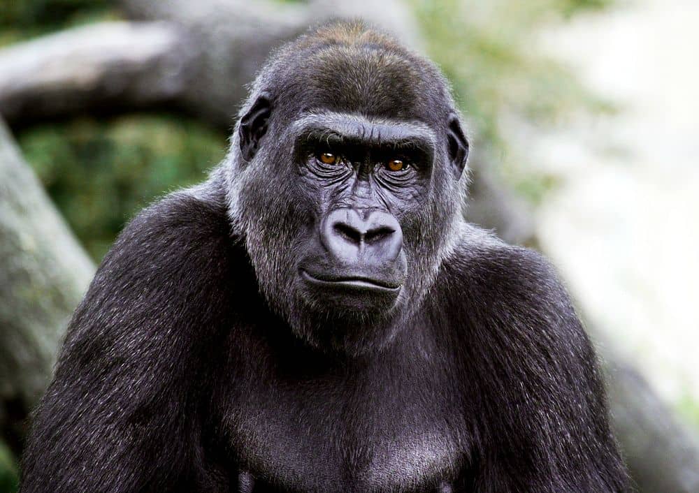 Gorilla Garden