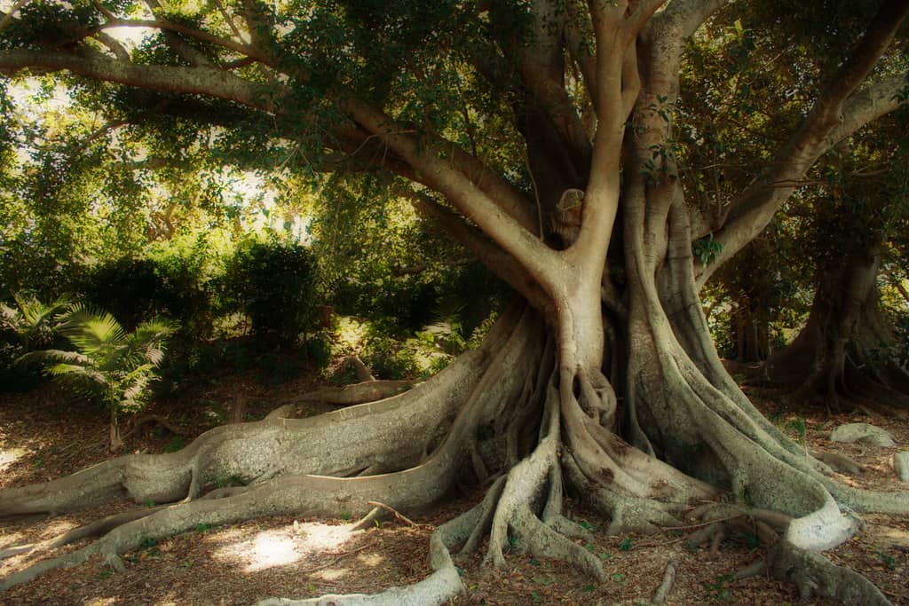 Imposing Limbs