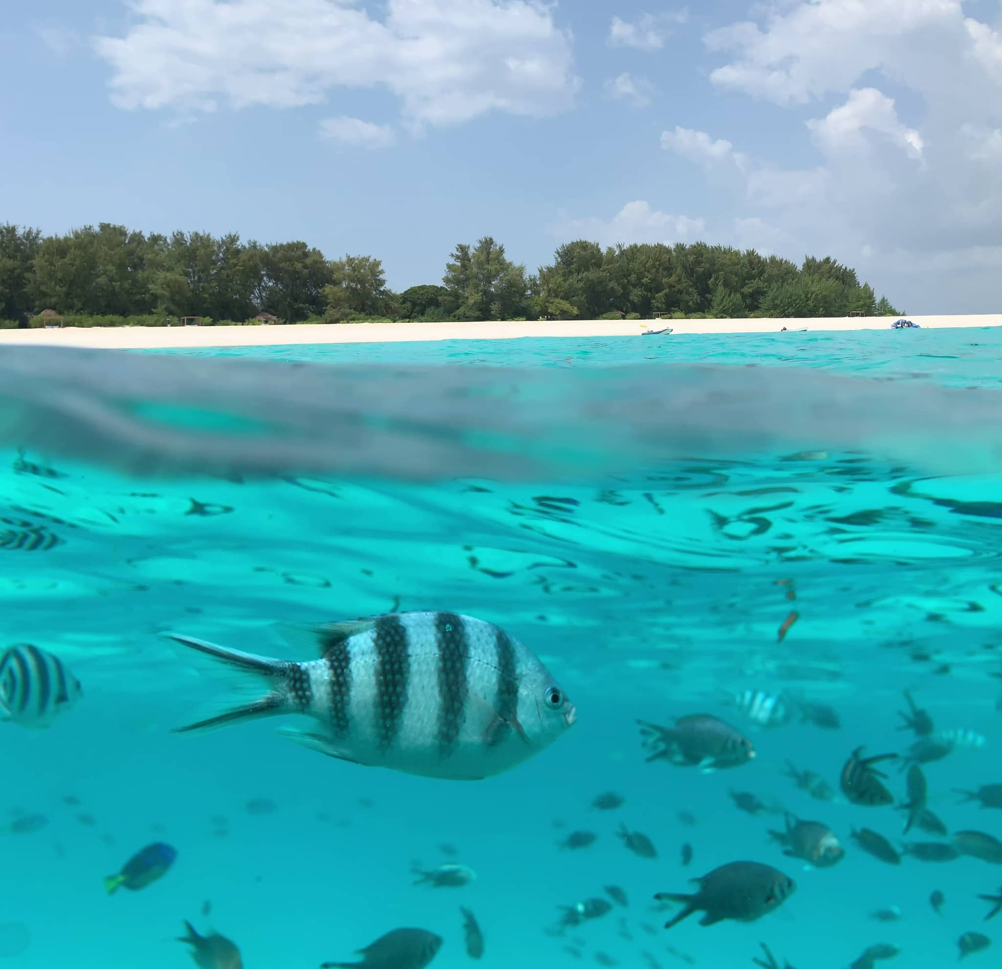 Swimming with Dolphins