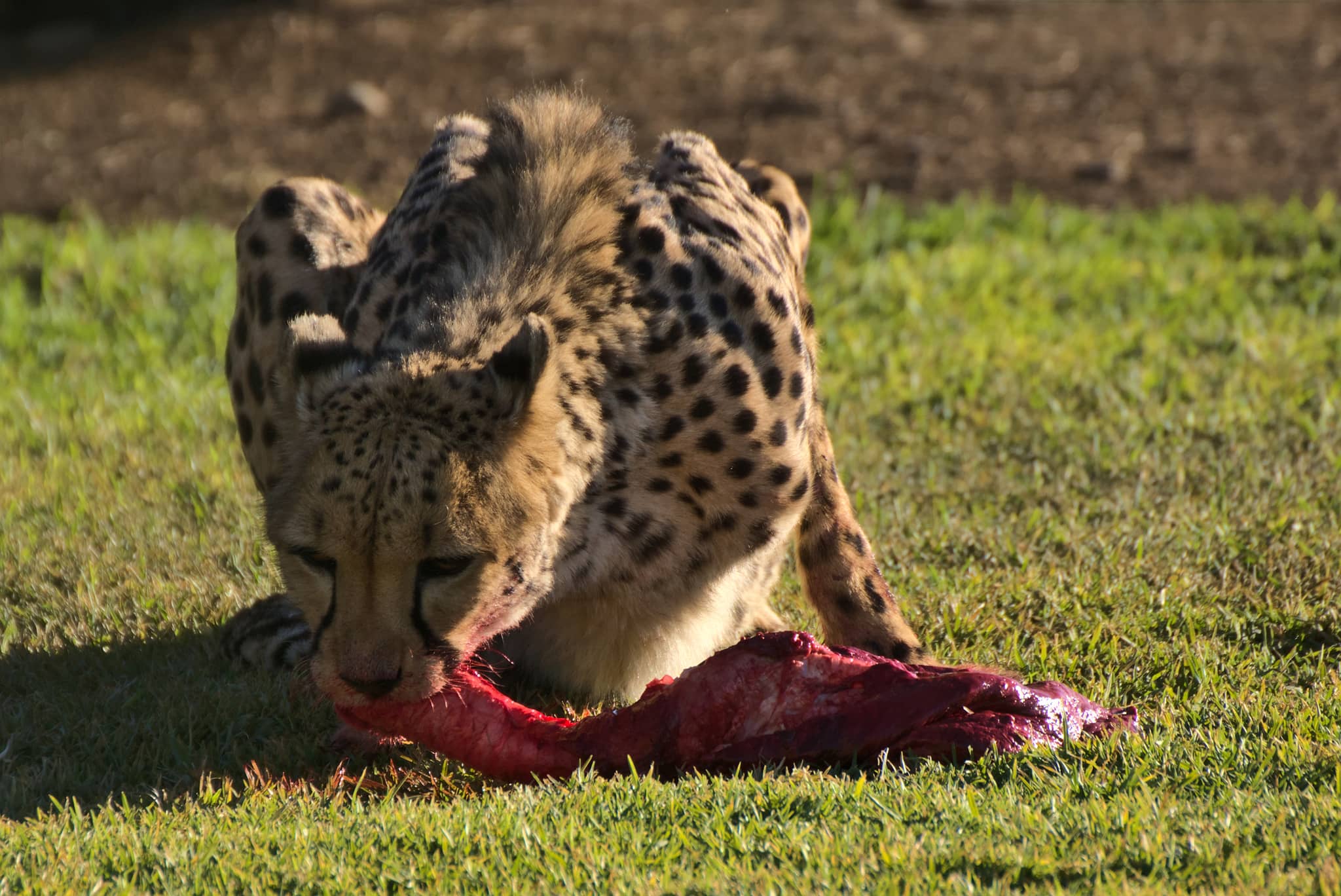 Feeding Experiences