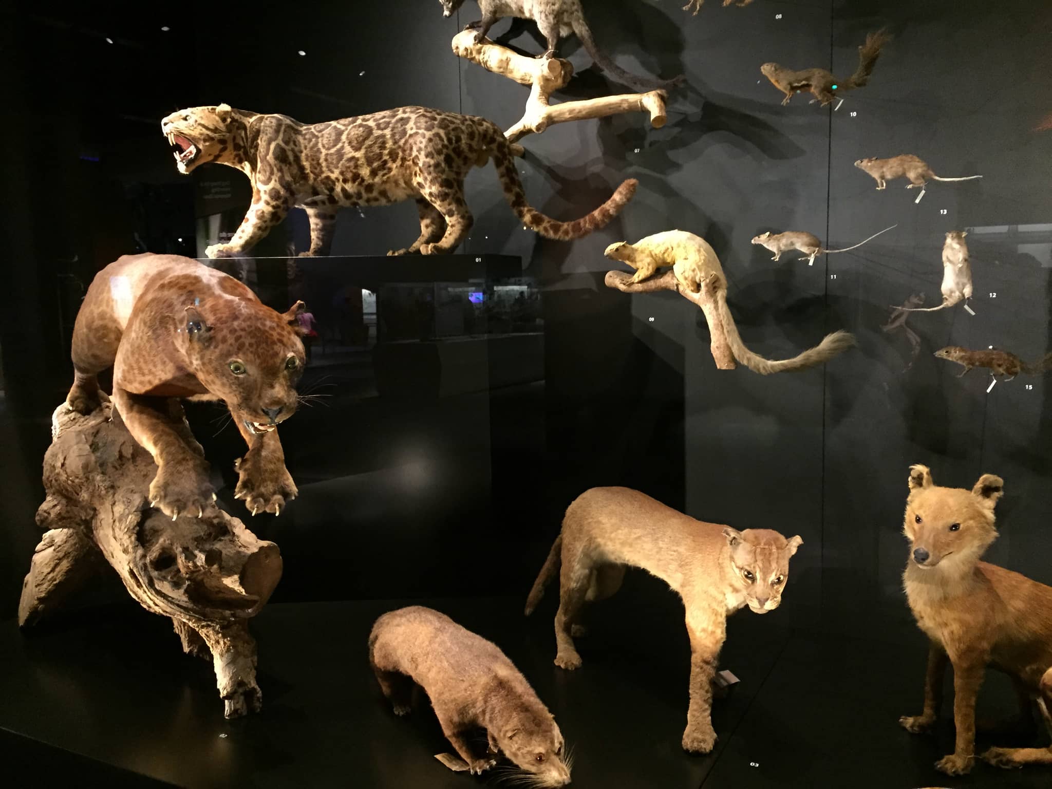 Stuffed Animal Collection