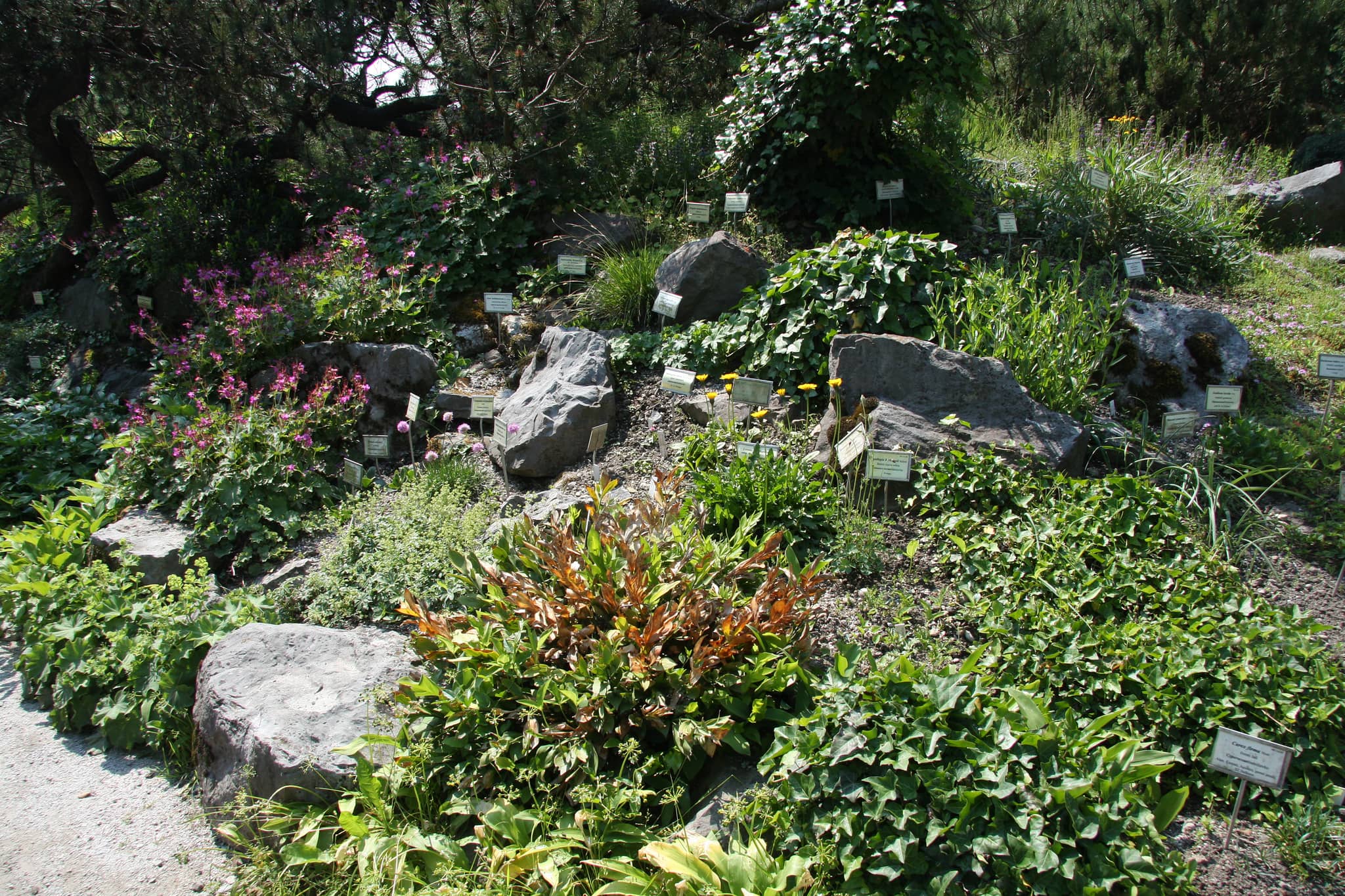 Native Slovenian Flora