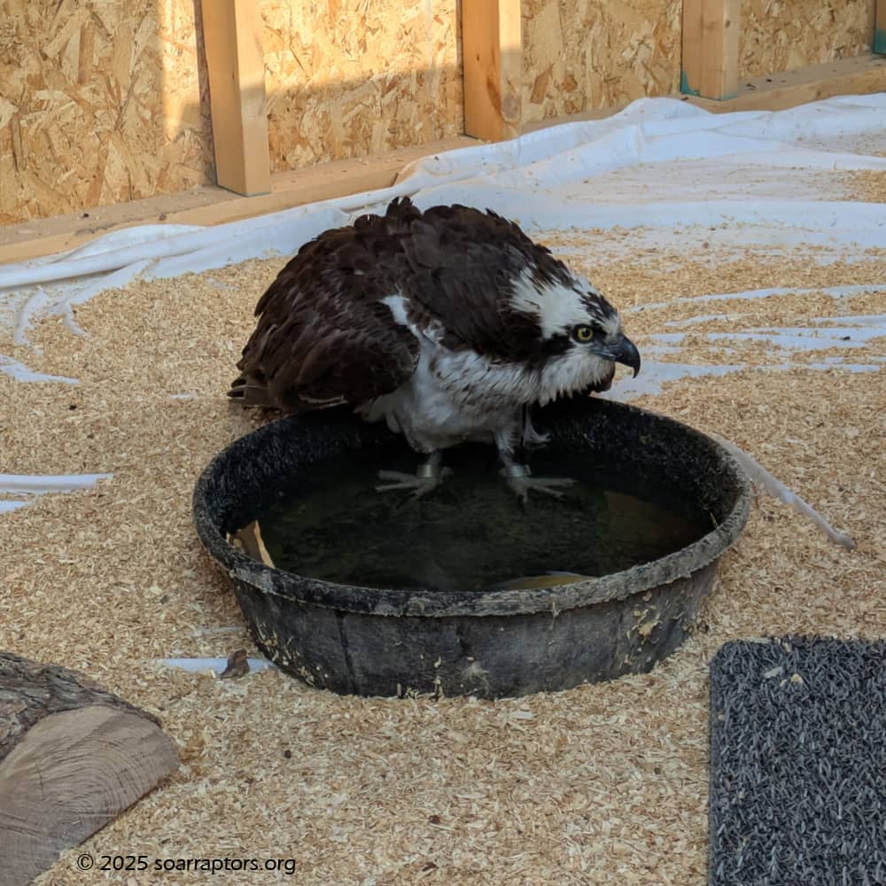 Learn About Wildlife Rehabilitation