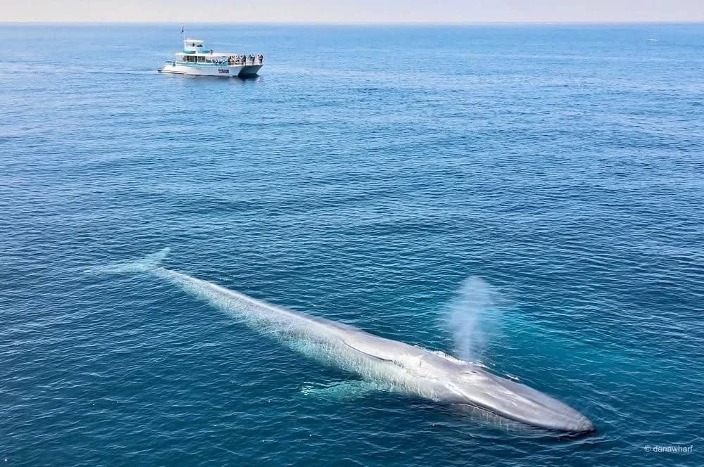 Whale Watching Spot