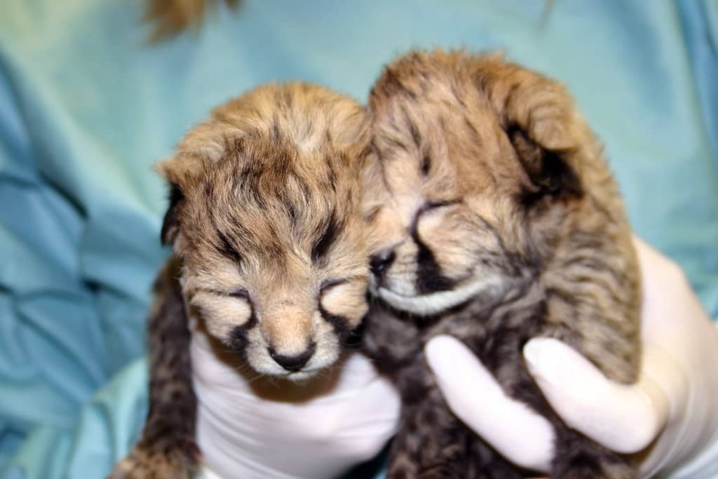 Cheetah Cubs