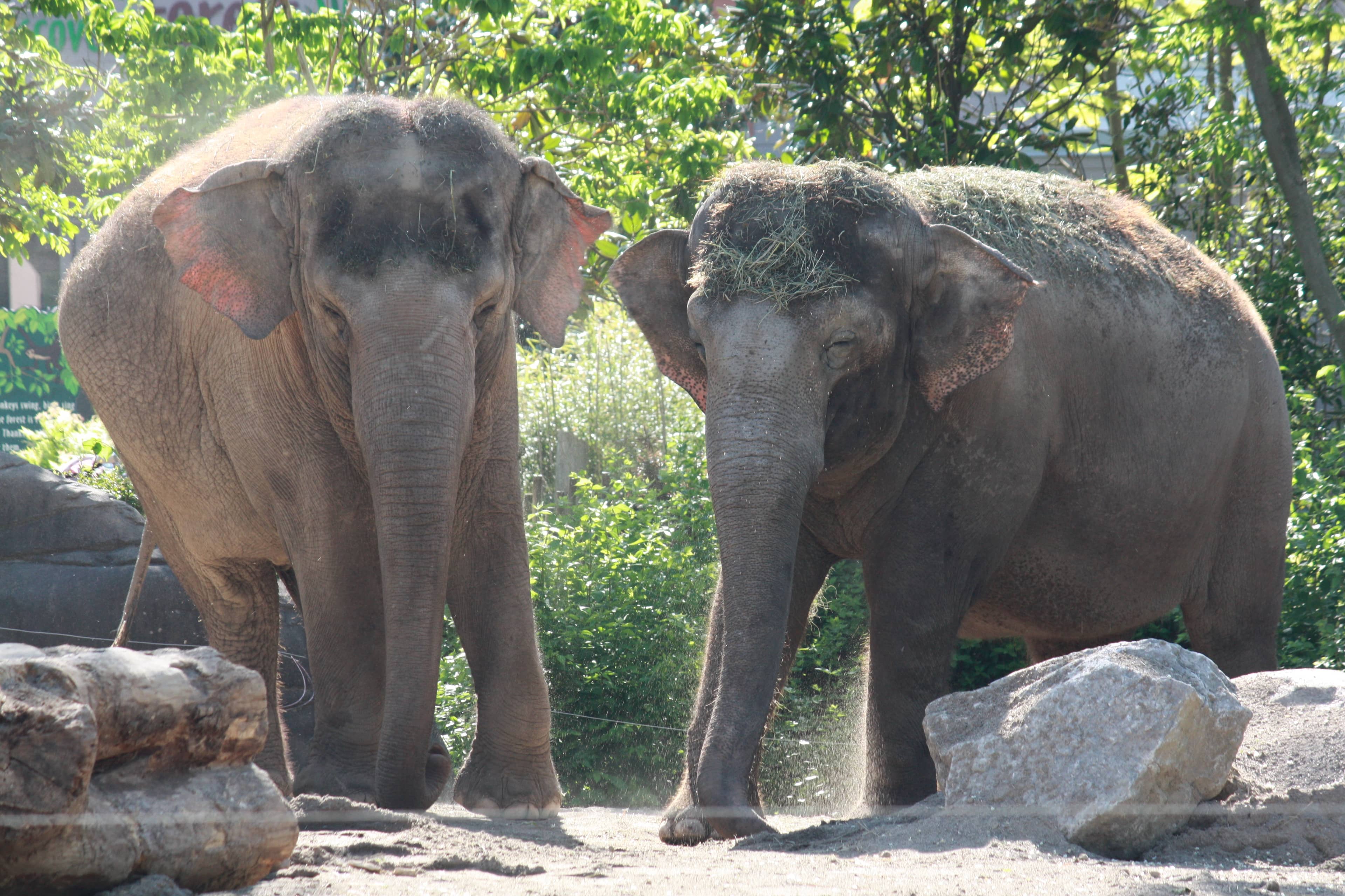 Asian Elephants