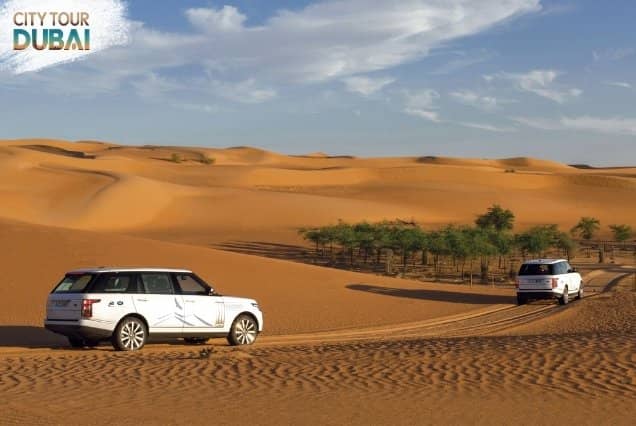 Nocturnal Wildlife Tour