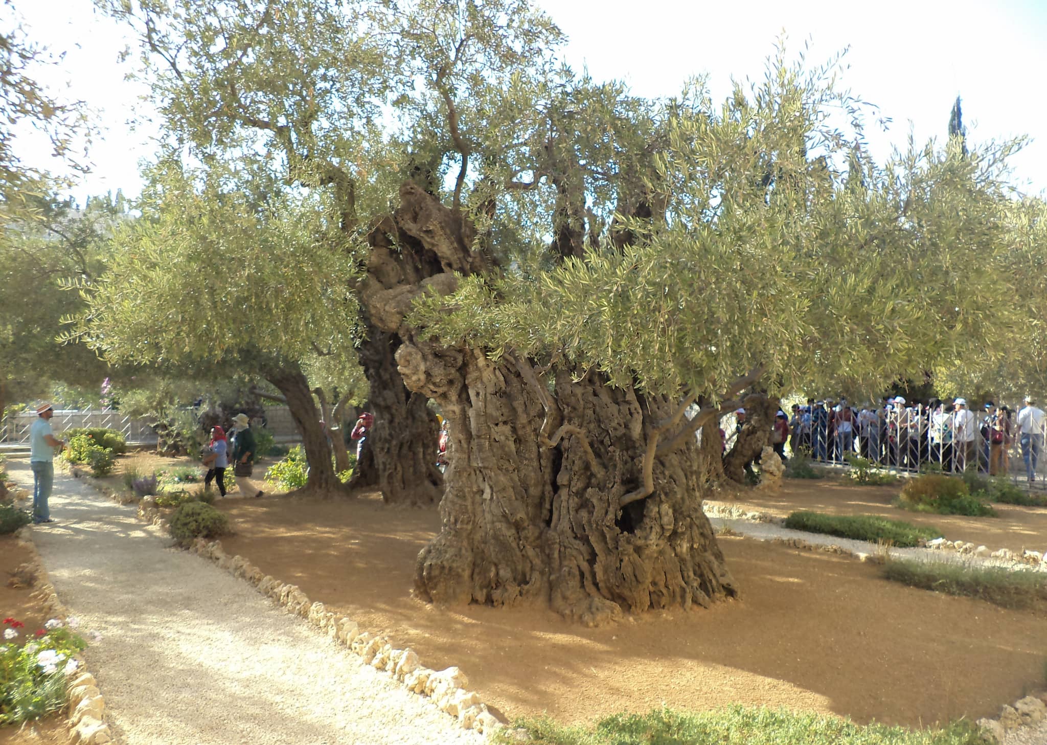 Garden of Gethsemane
