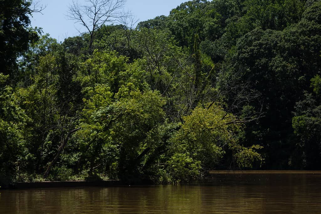 Anacostia River Views