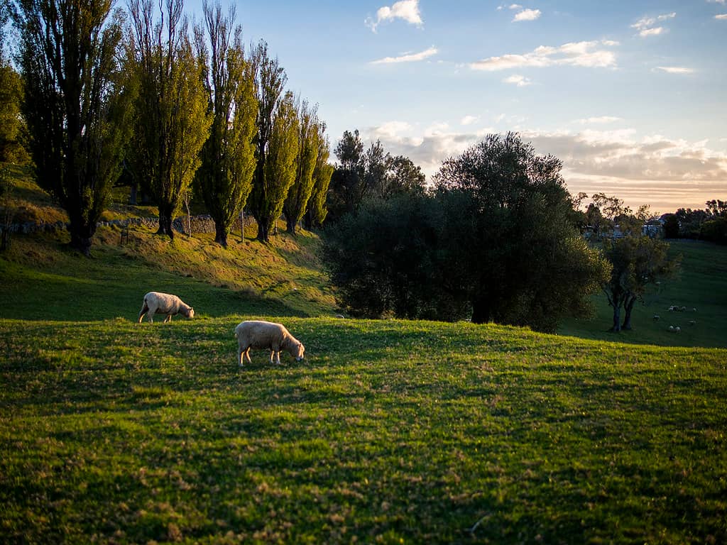 Farm Animals Up Close
