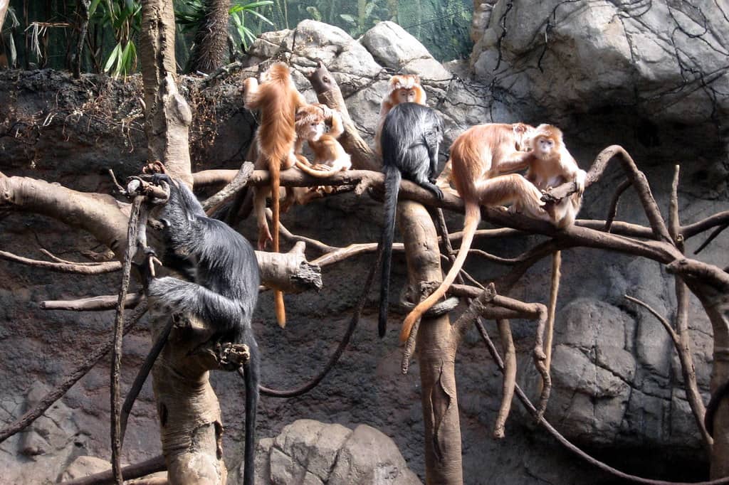 Rainforest Experience