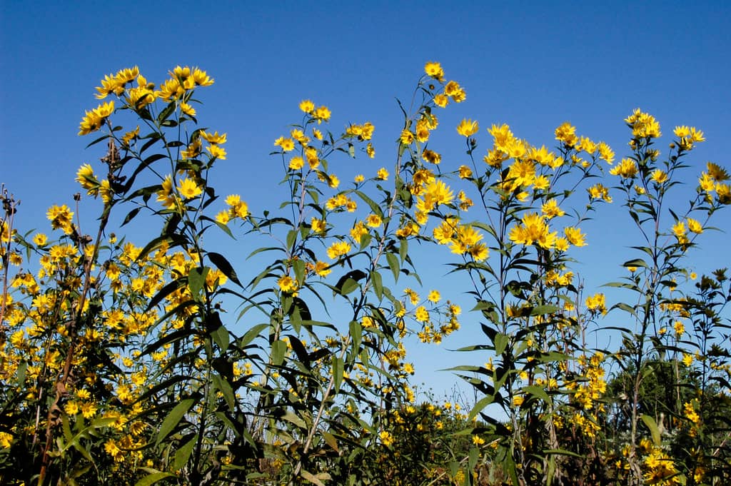 Wildflower Displays