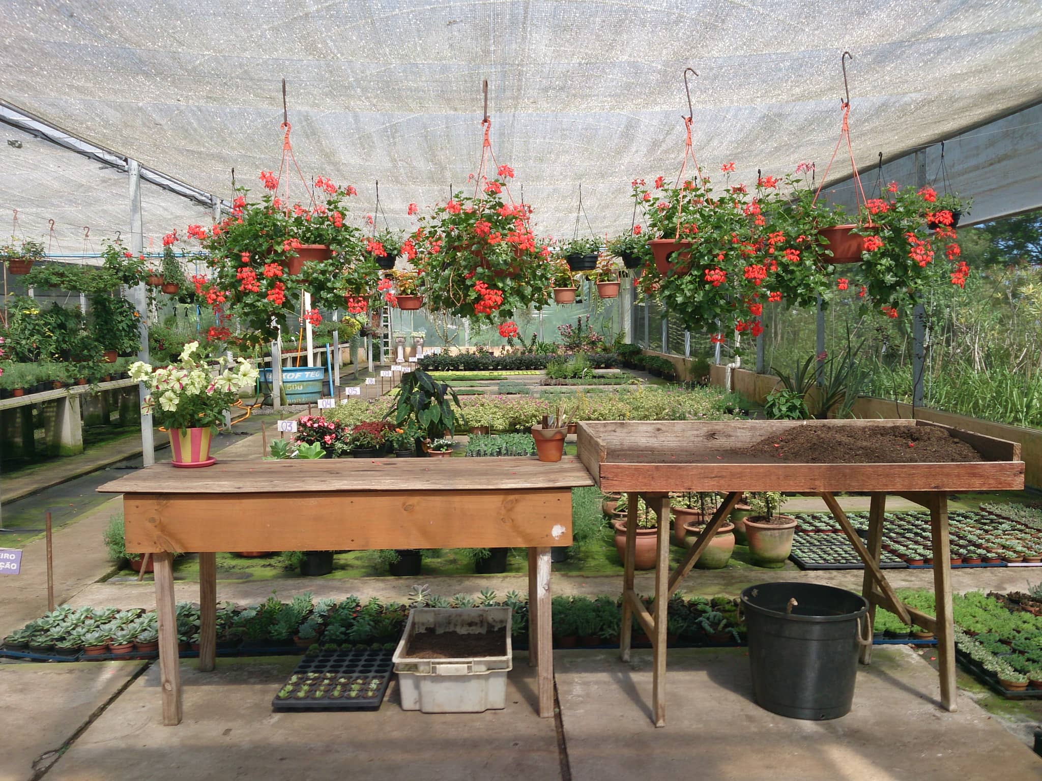 Greenhouse Wonders