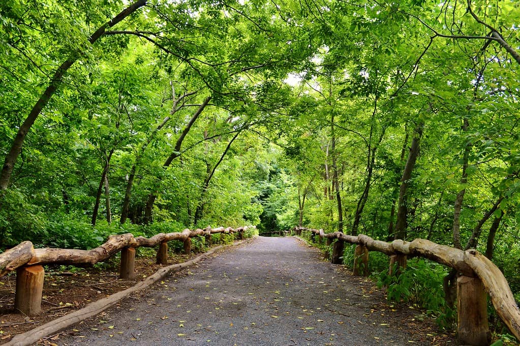 The Ramble