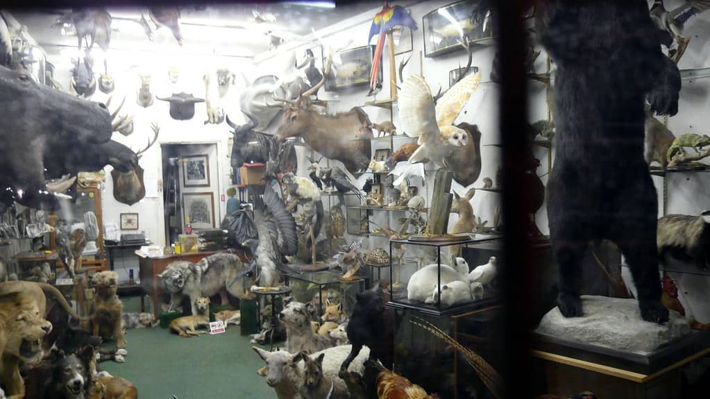 Staying Alive: Animal Defenses