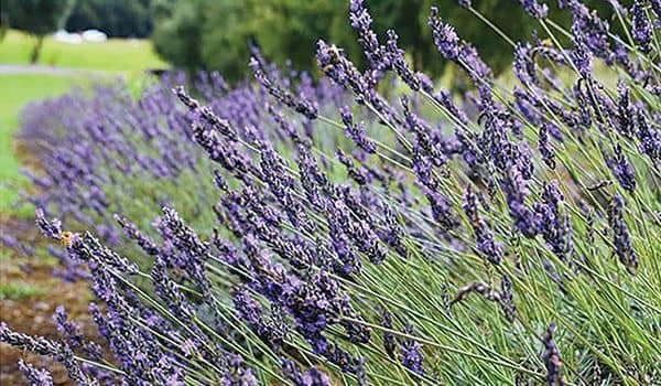 Lavender Park
