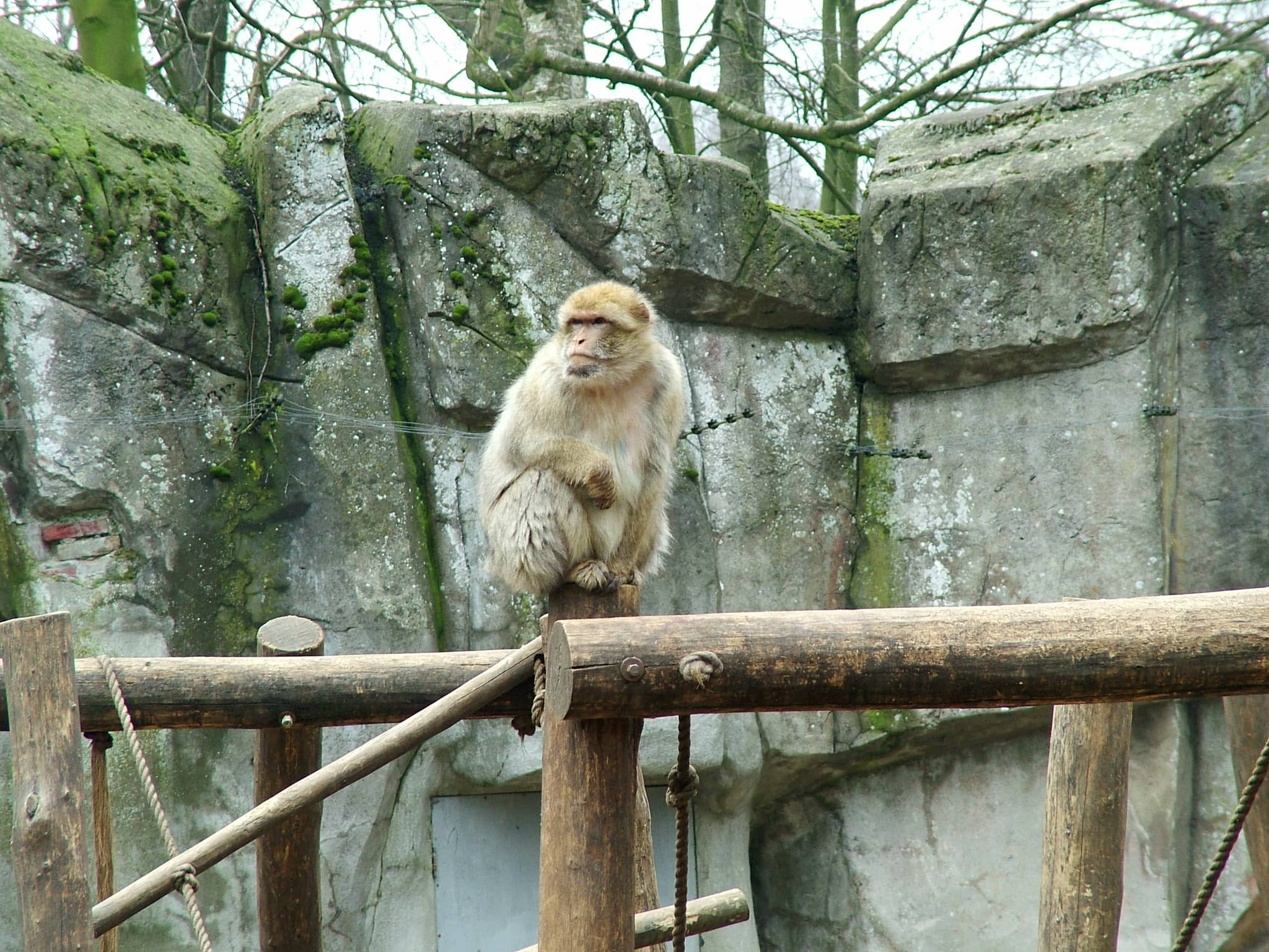 Playful Primates