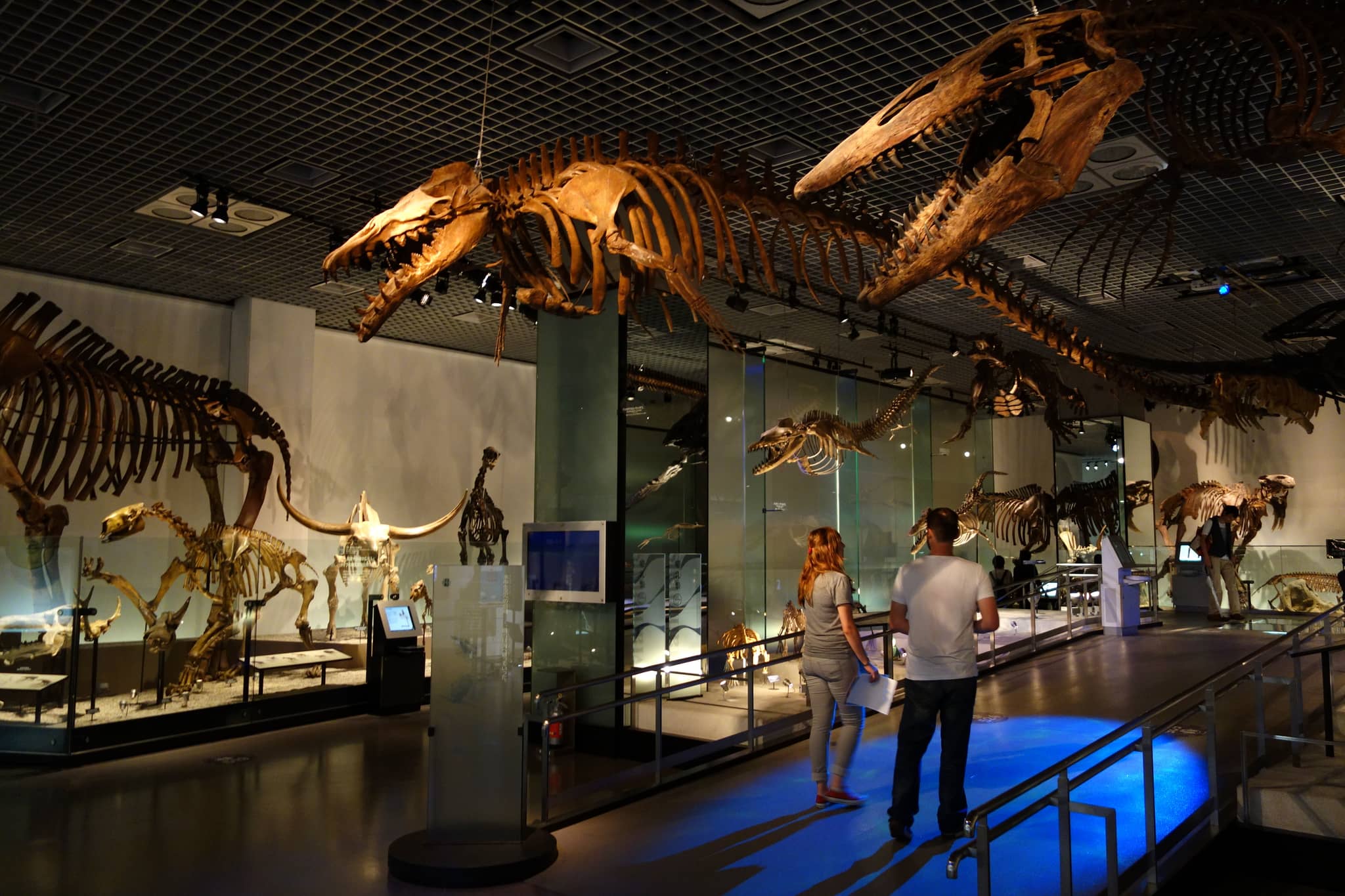 Japan's Natural History