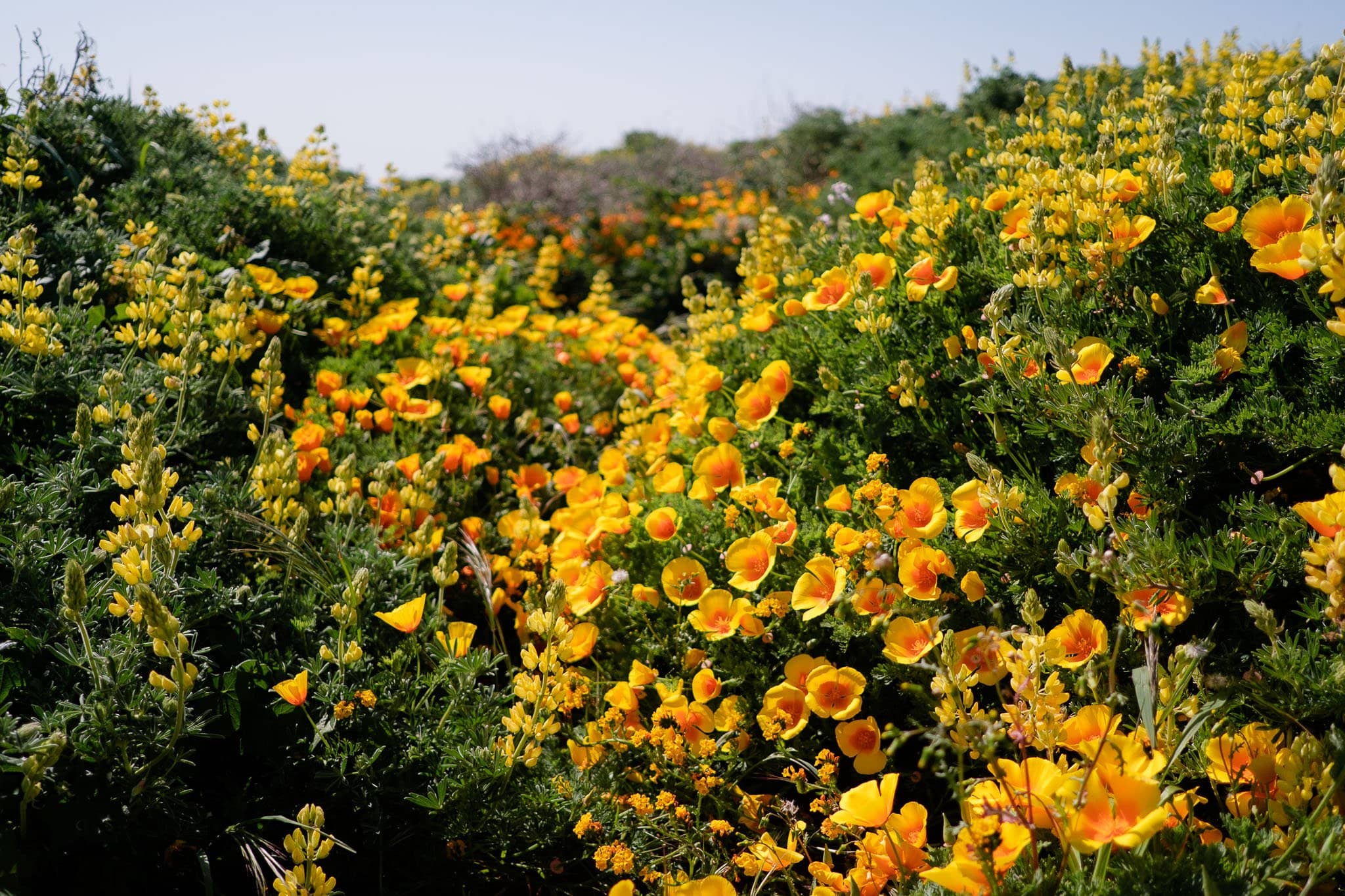 Diverse Desert Flora