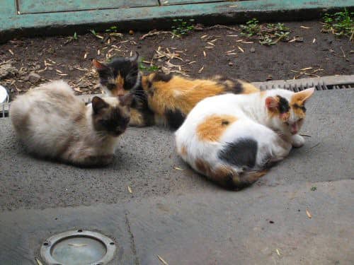 The Palace Cats