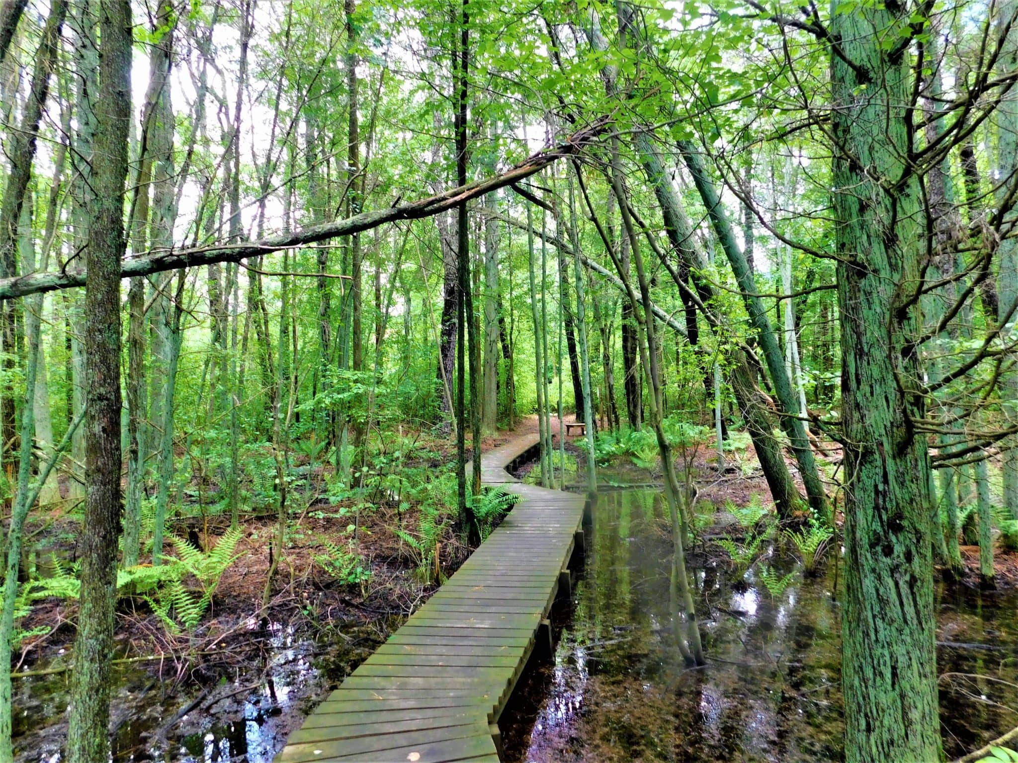 Rushing Streams & Footbridges