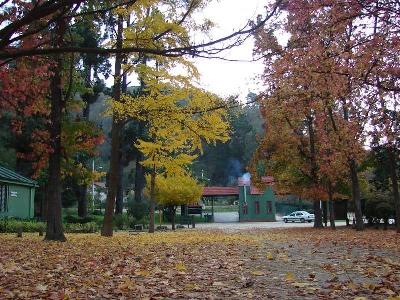 Vibrant Fall Foliage