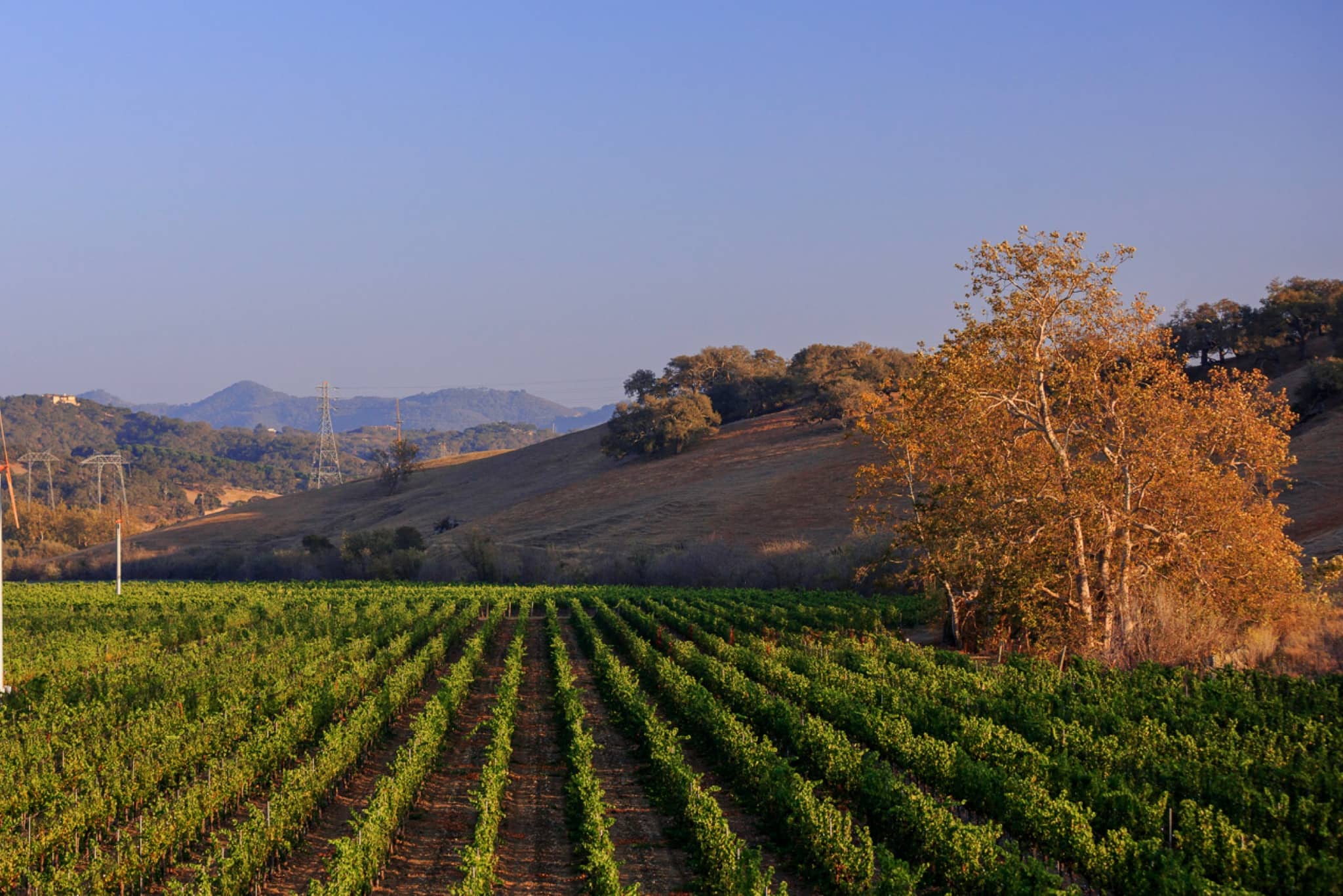 Wine Tasting Experience