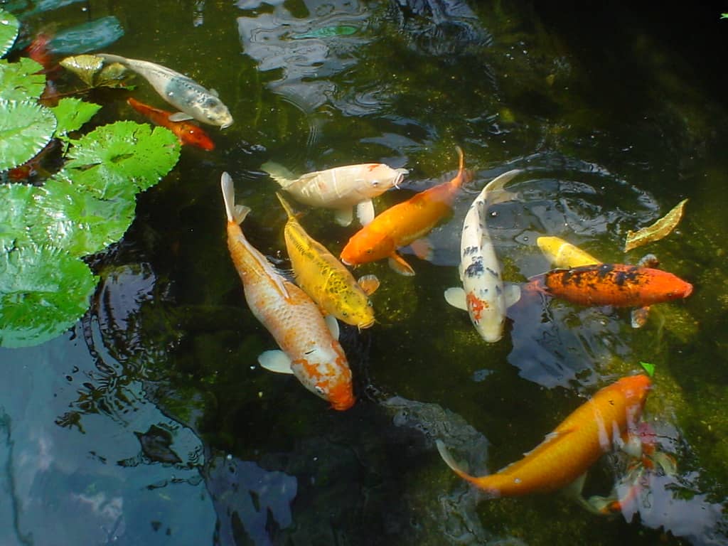 Koi Pond Serenity