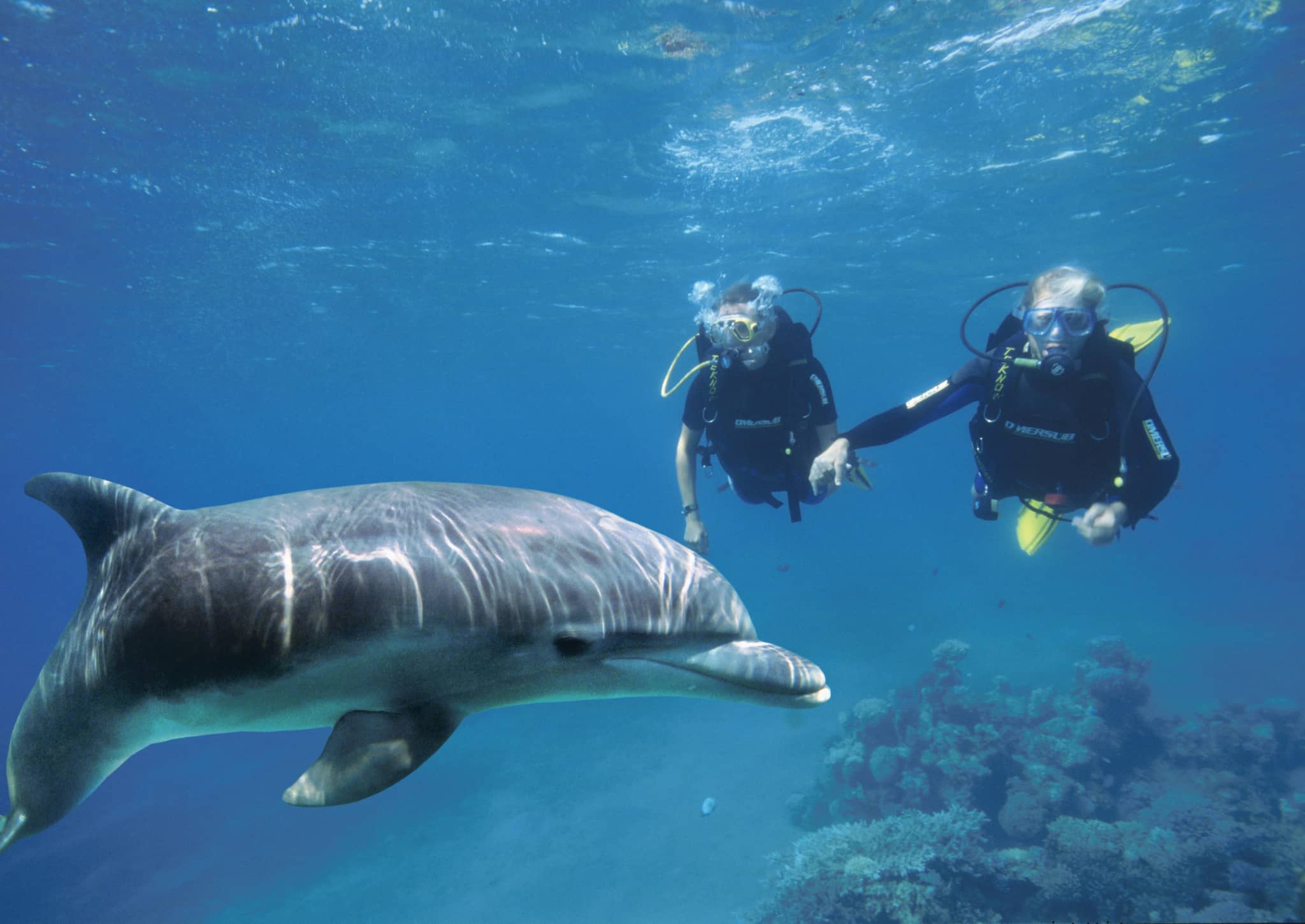 Dolphin and Ray Encounters