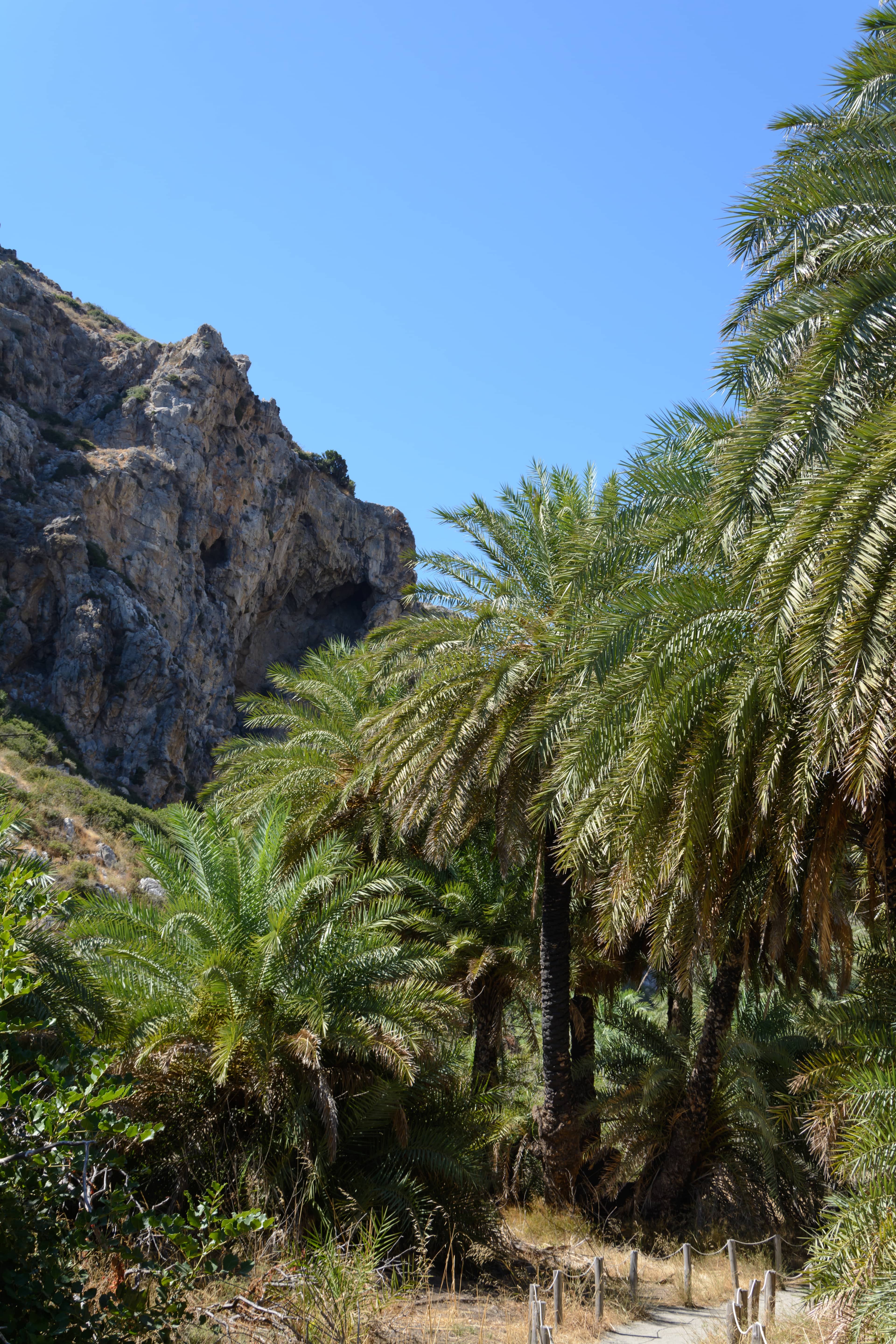 Preveli Palm Forest