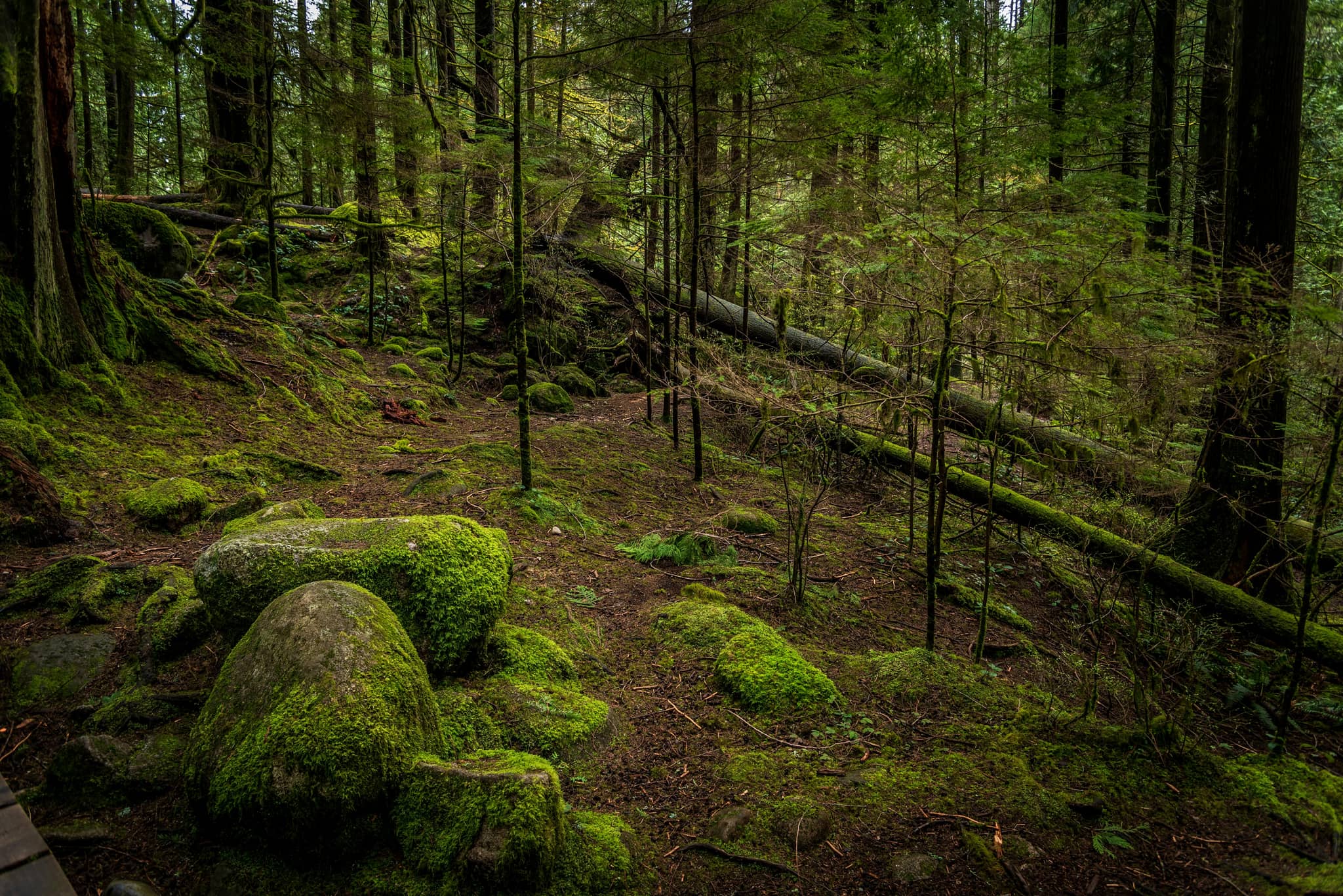 Forest Trail