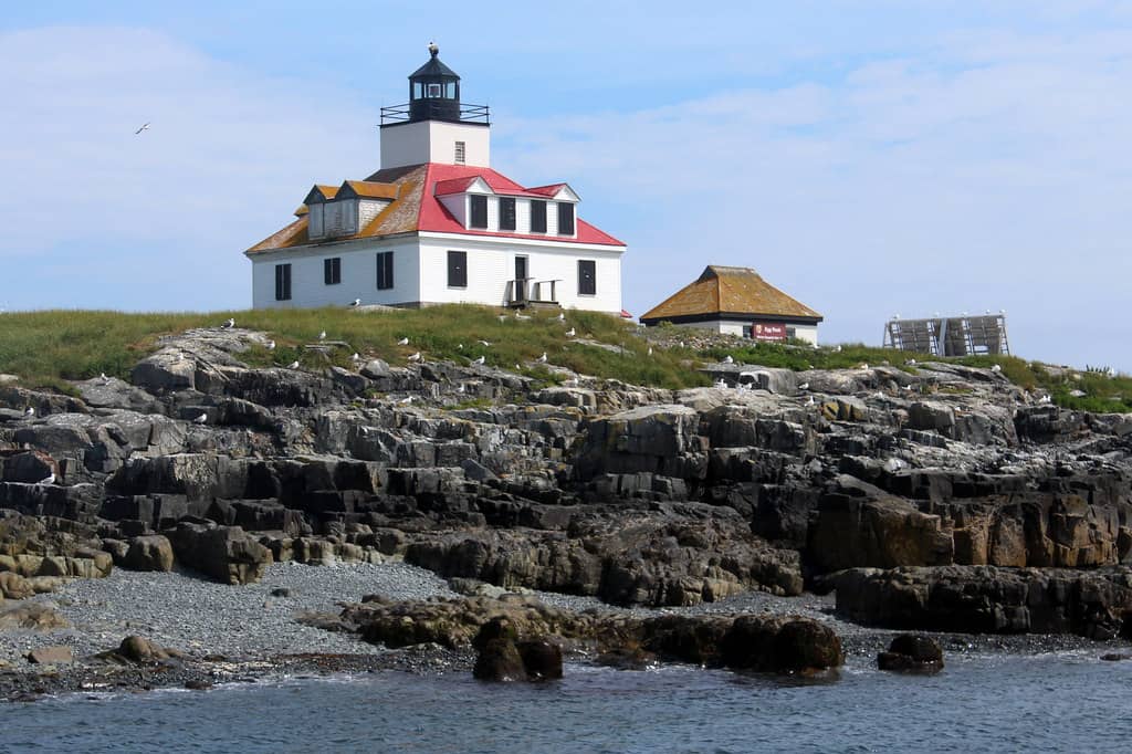 Seal Colony on Egg Rock
