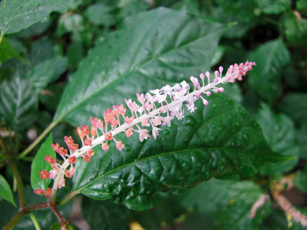Unique Plant Discoveries
