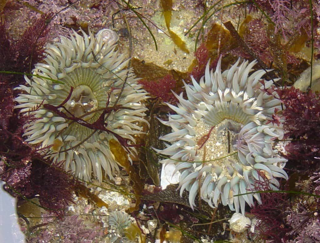 Tide Pools