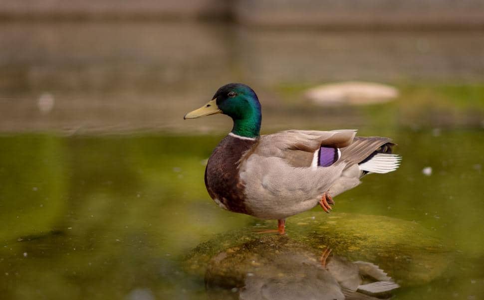 Wildlife Watching