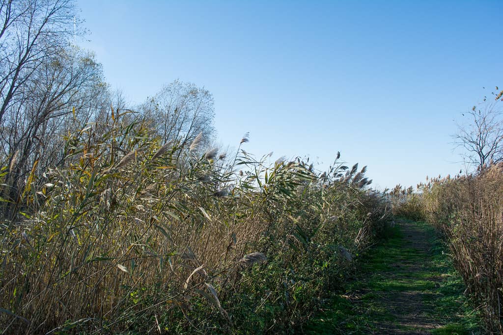 Wooded Trails & Lakeside Paths