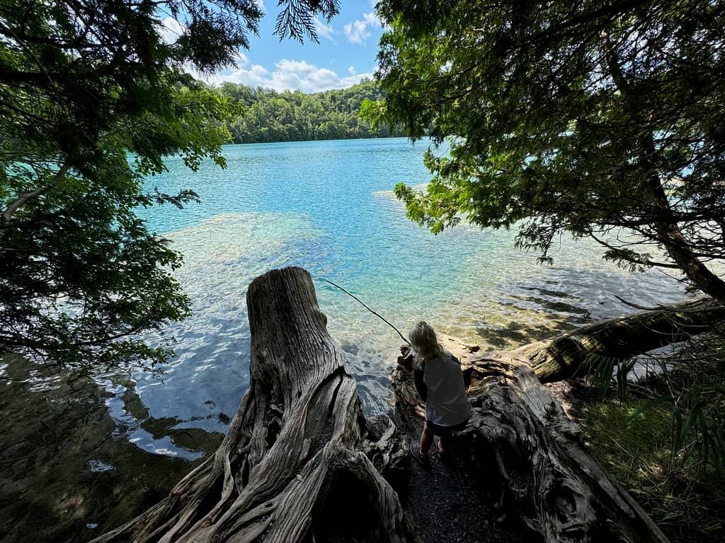 Lush Forest Trails