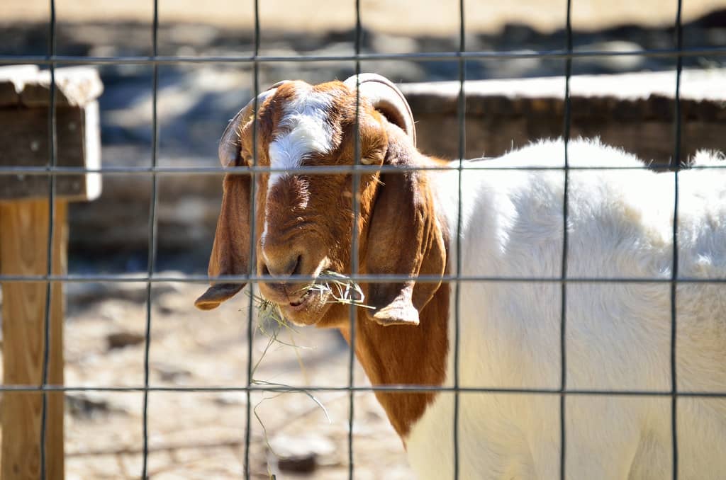Interactive Petting Zoo