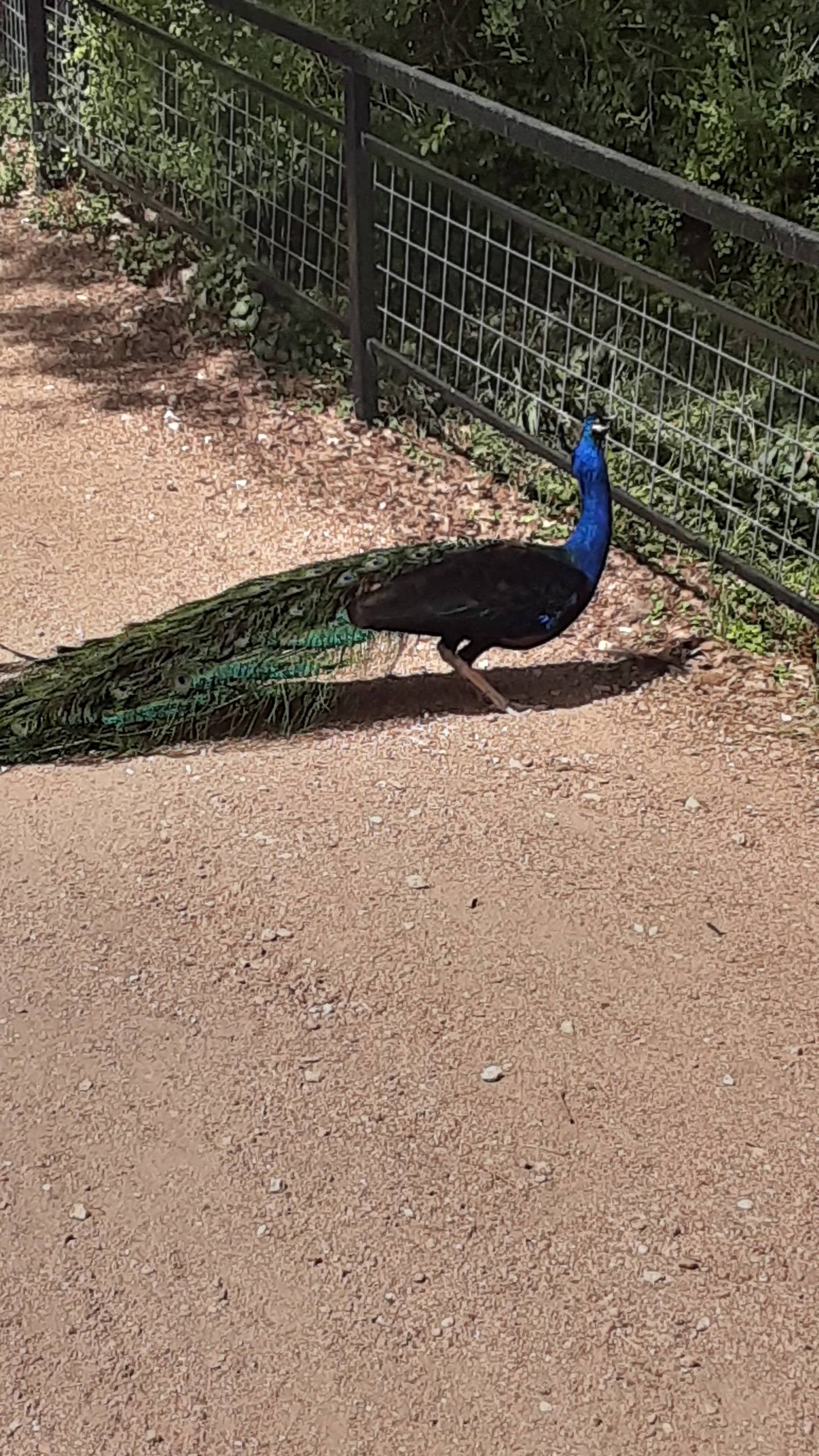 Roaming Peacocks