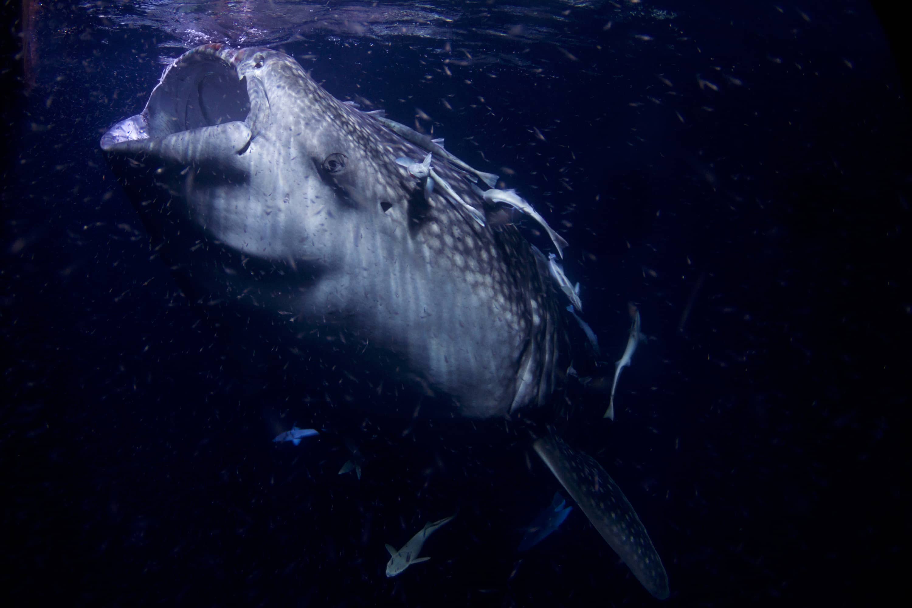 Whale Shark Encounters