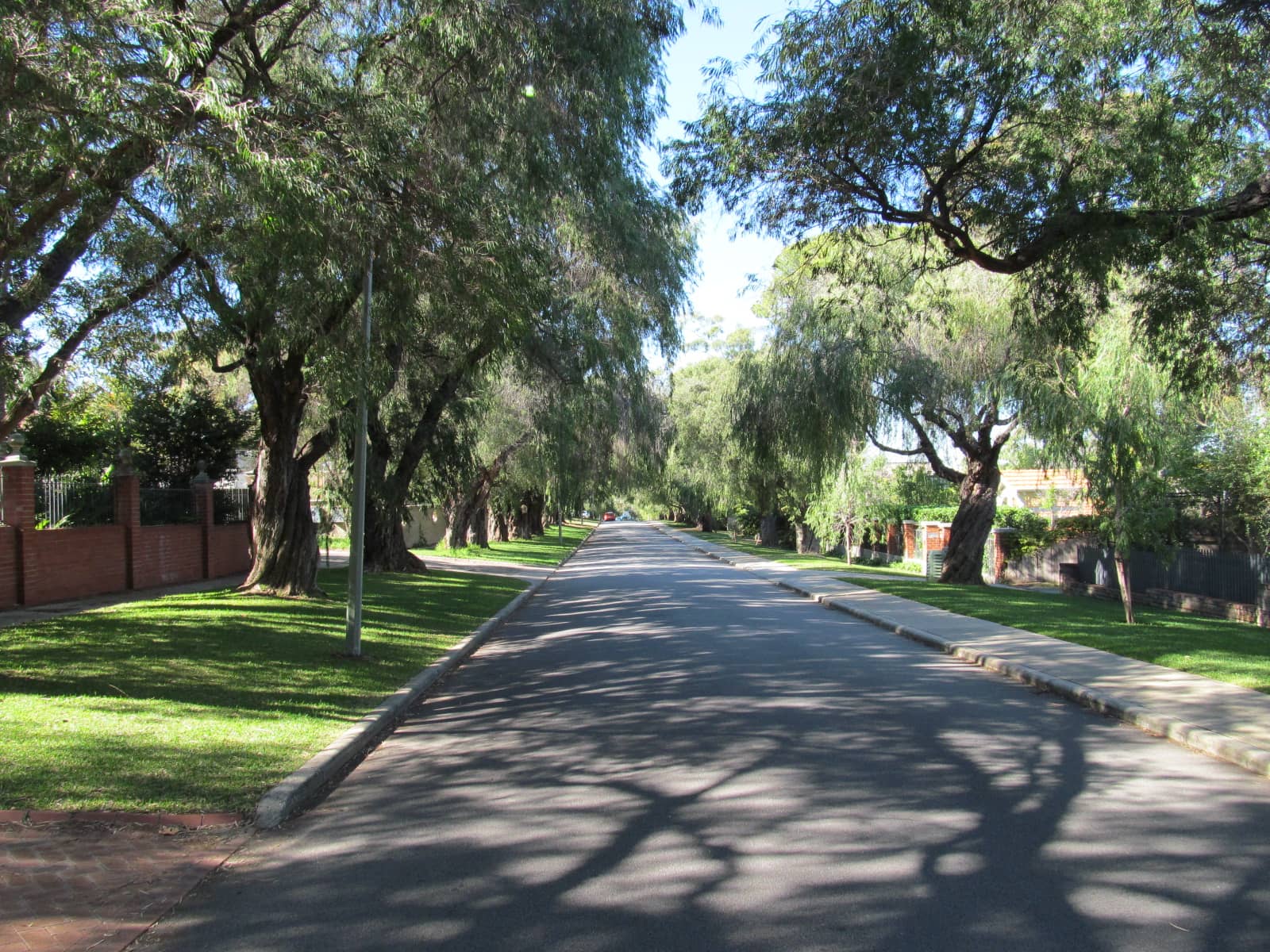 Tree-Lined Streets