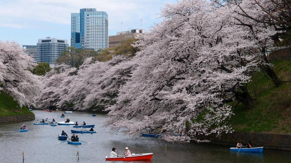 Cherry Blossom Spectacle