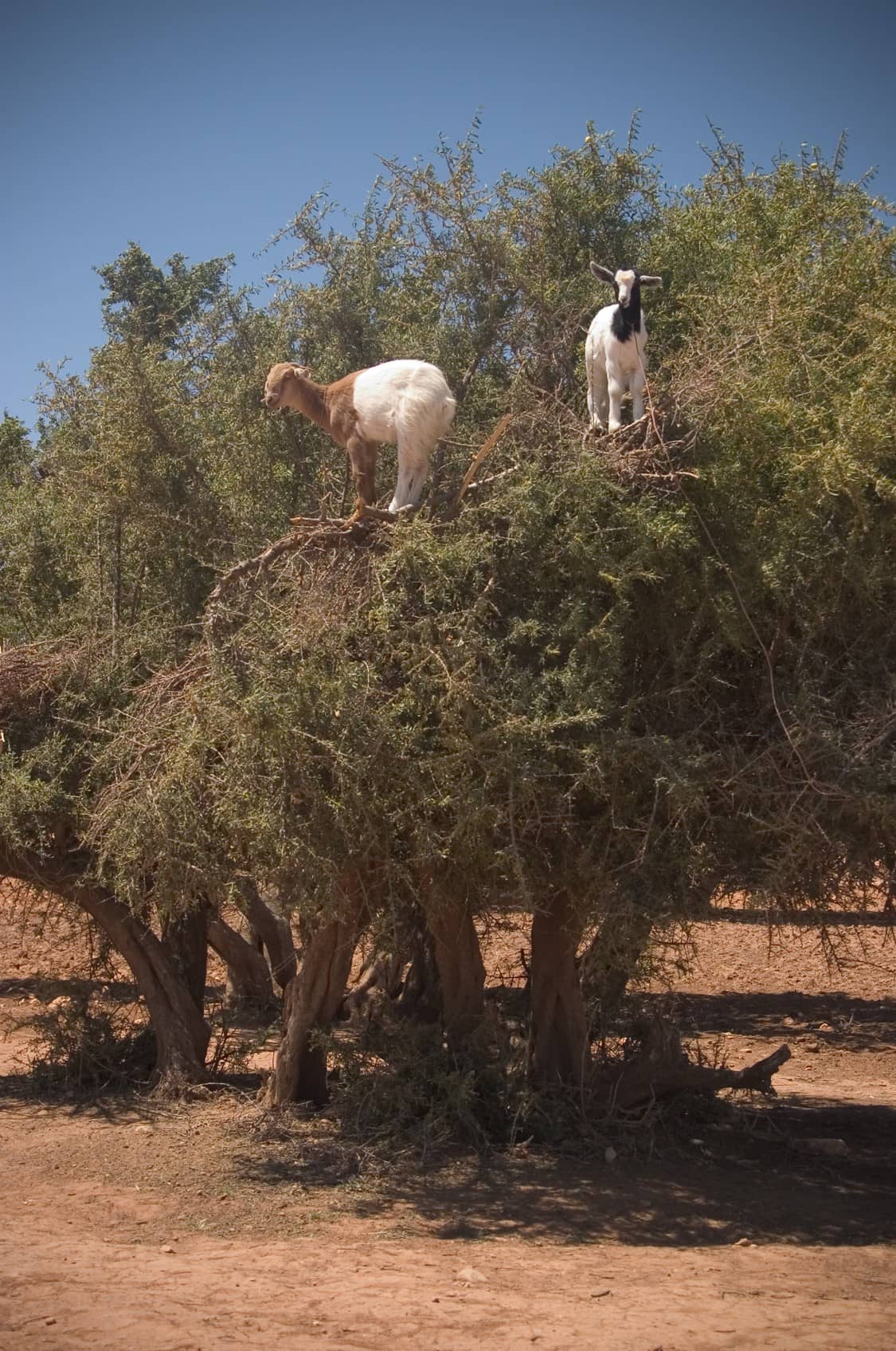 Tree-Climbing Goats