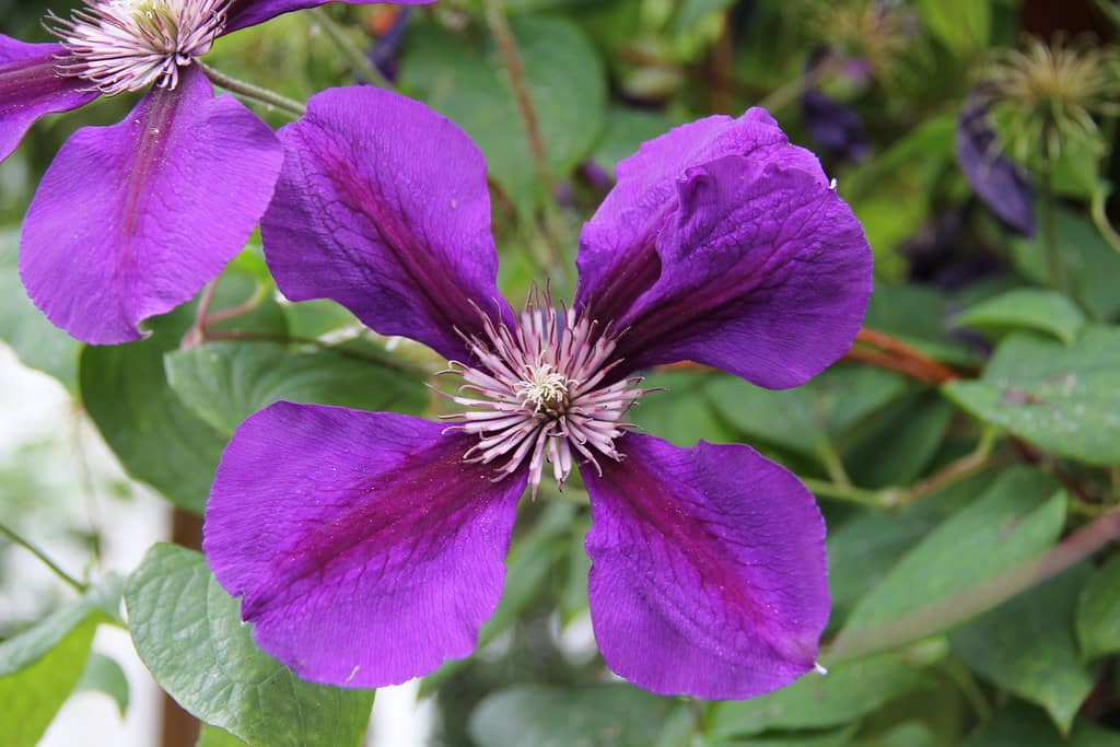 Icelandic Flora Section