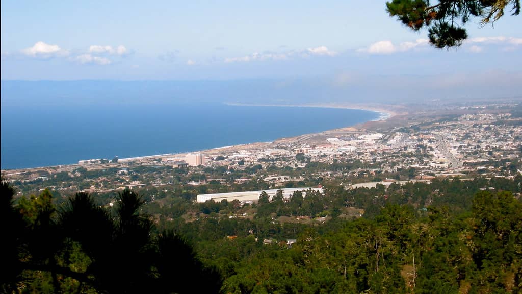 Monterey Pine Forest Trails