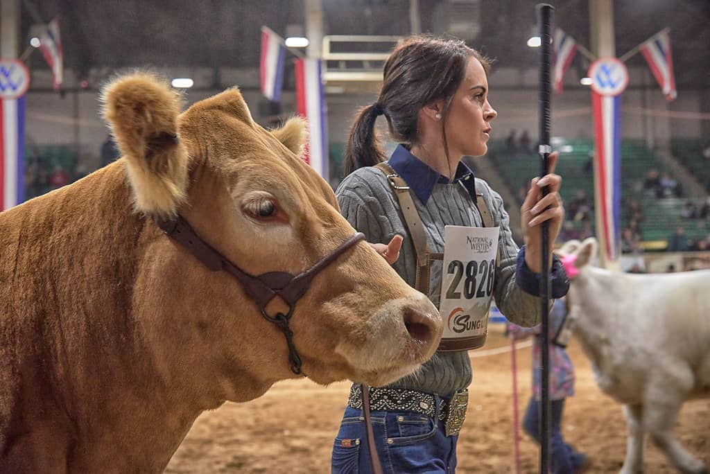 Livestock Shows & Competitions