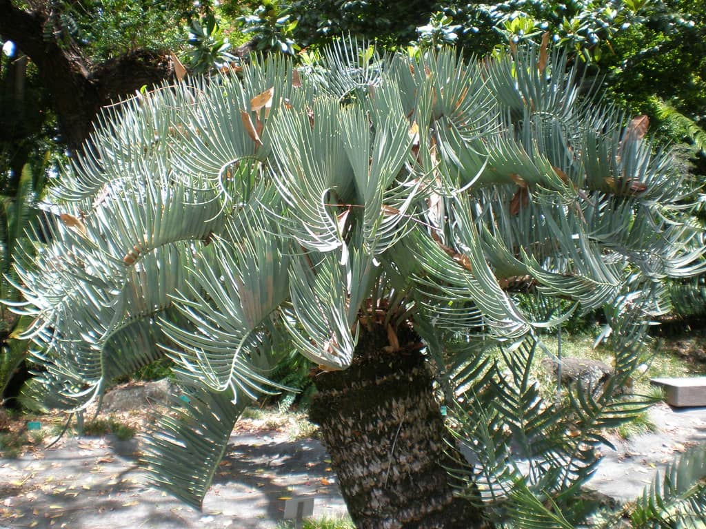 Palm Garden