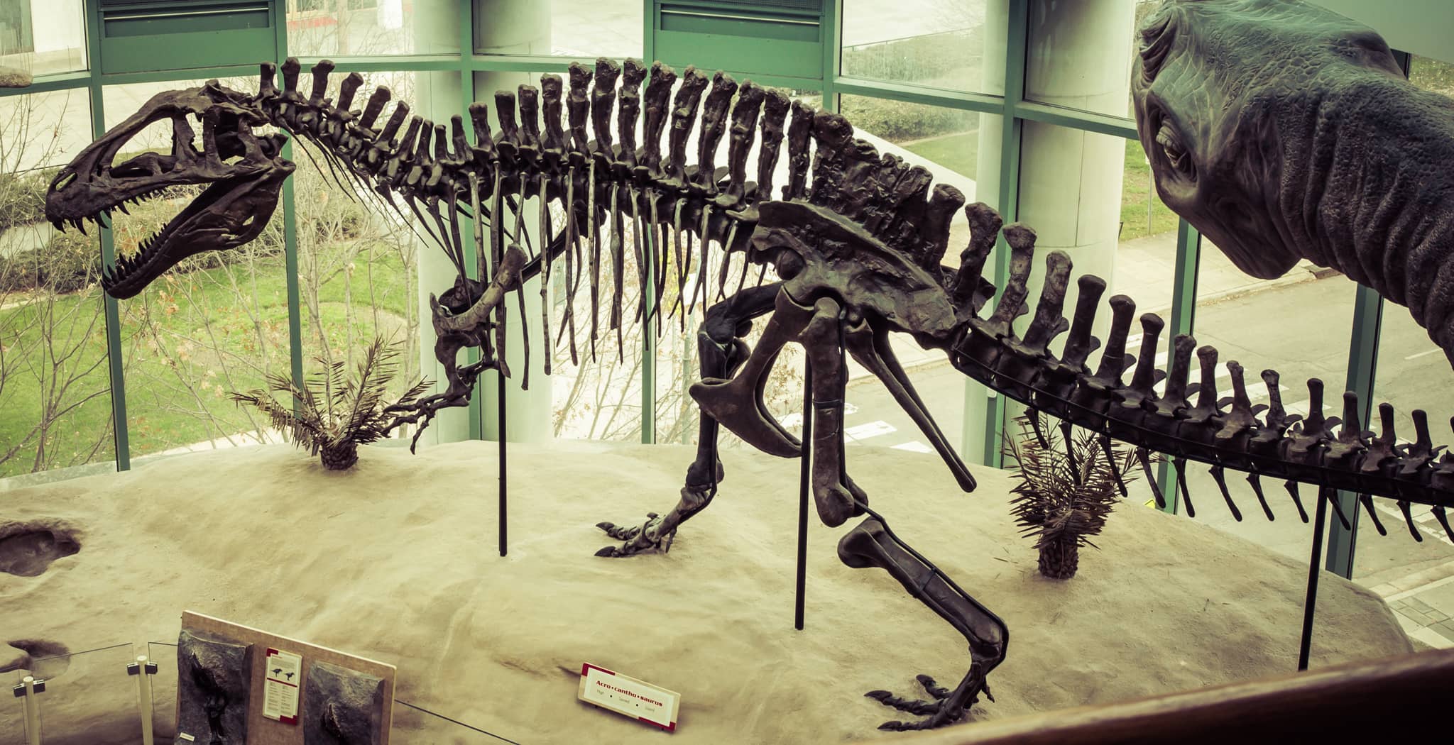 Natural History